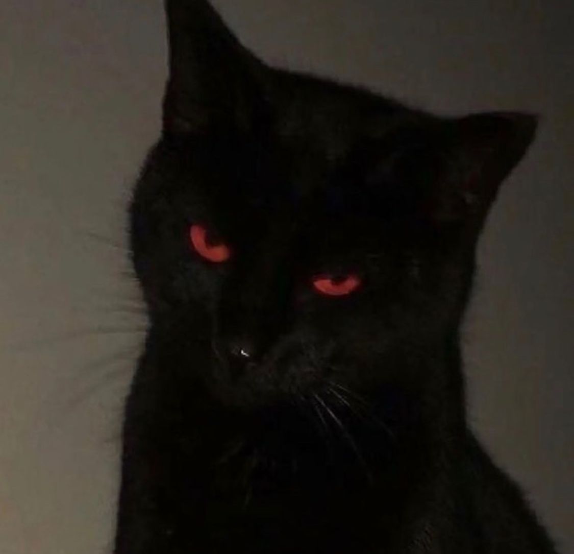 black cat symbol