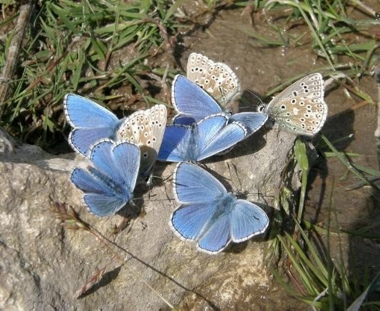 Blue butterfly symbol