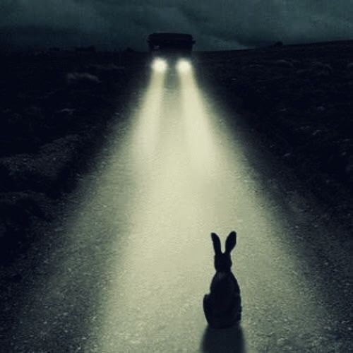 bunny symbol