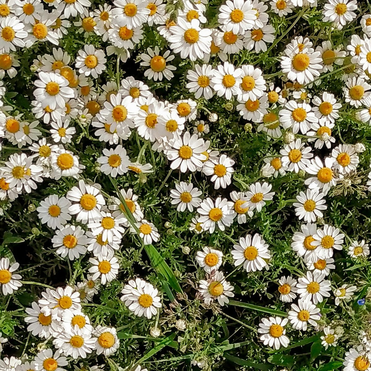 chamomile symbol
