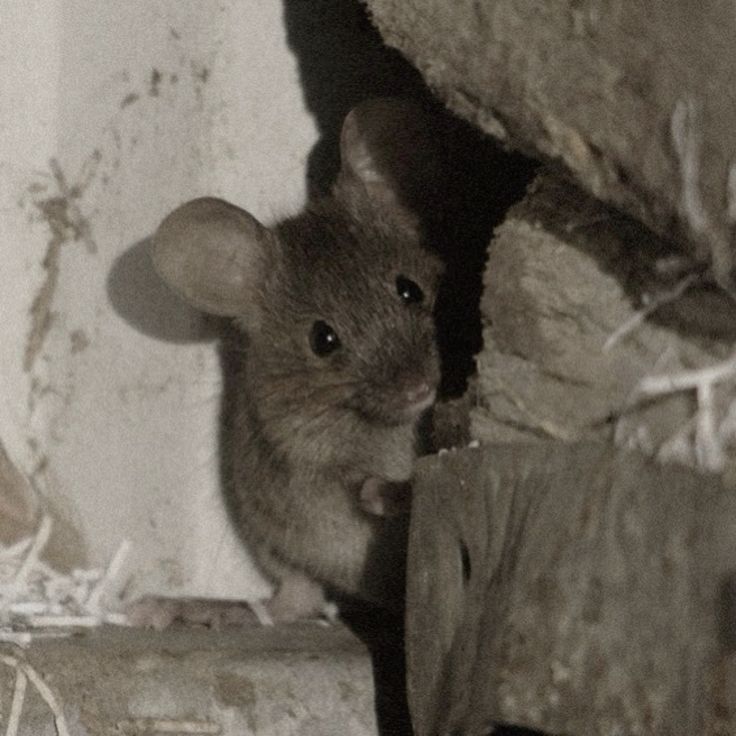 mouse symbol