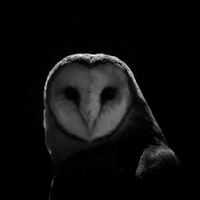 owl