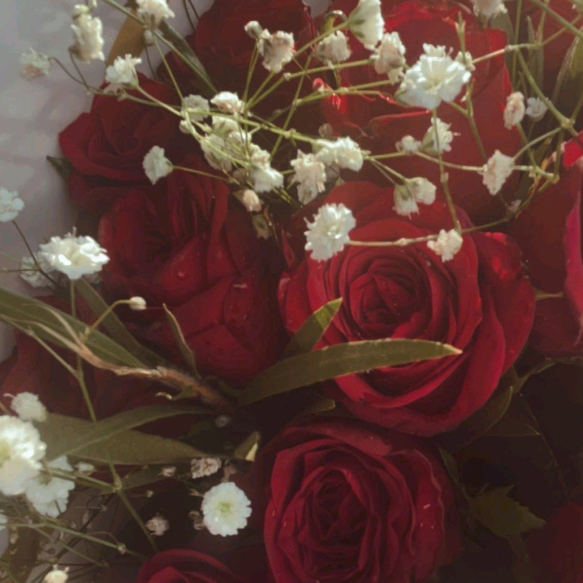 red rose