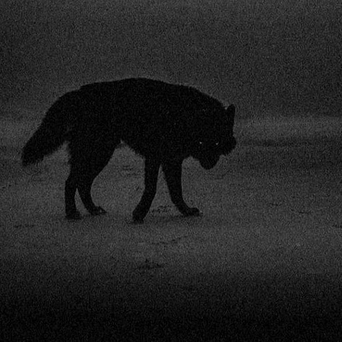 wolf symbol